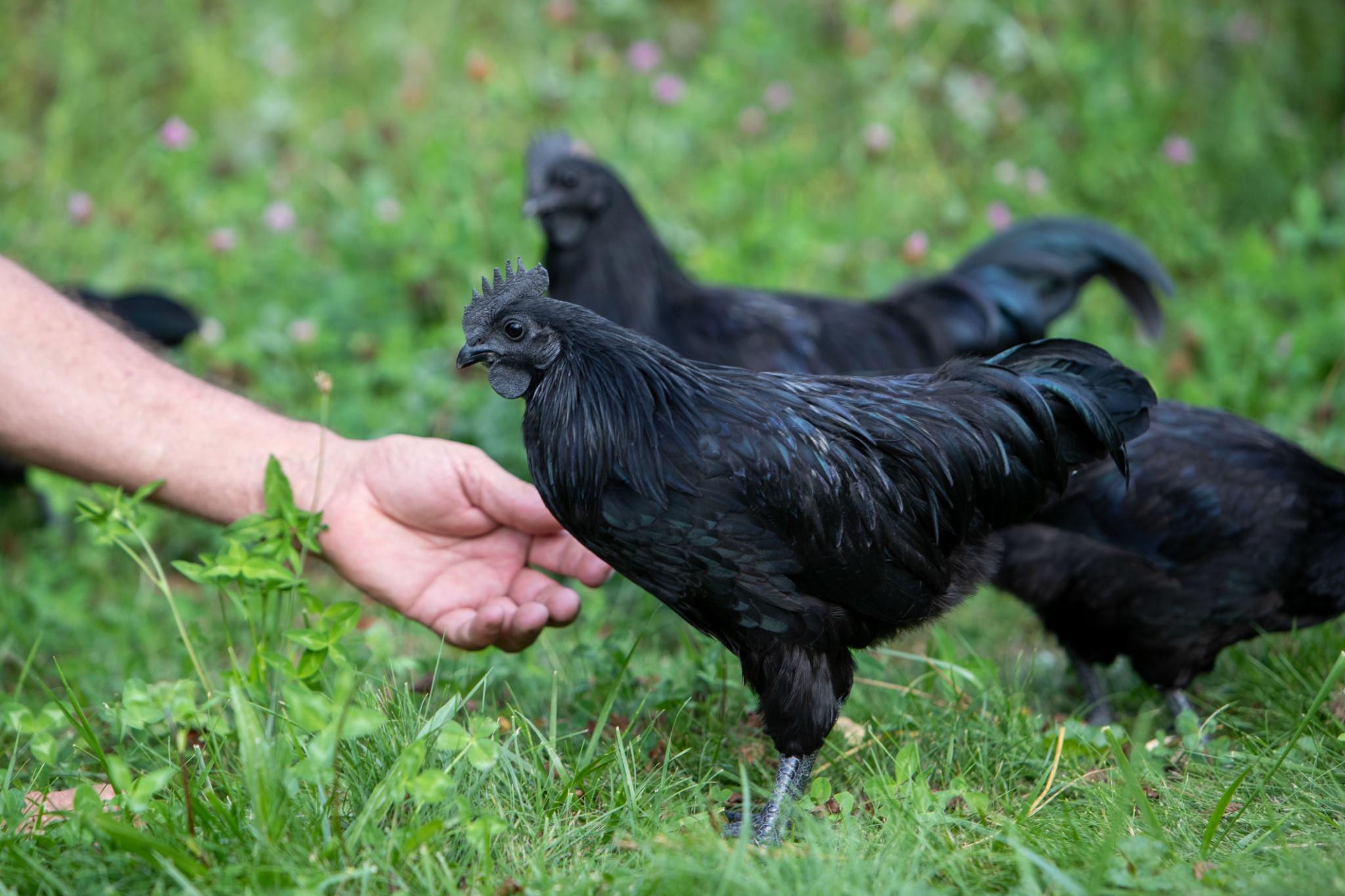 Black Chicken 1