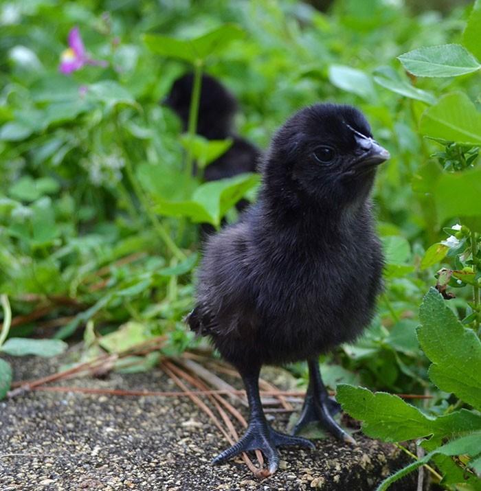Black Chicken 2