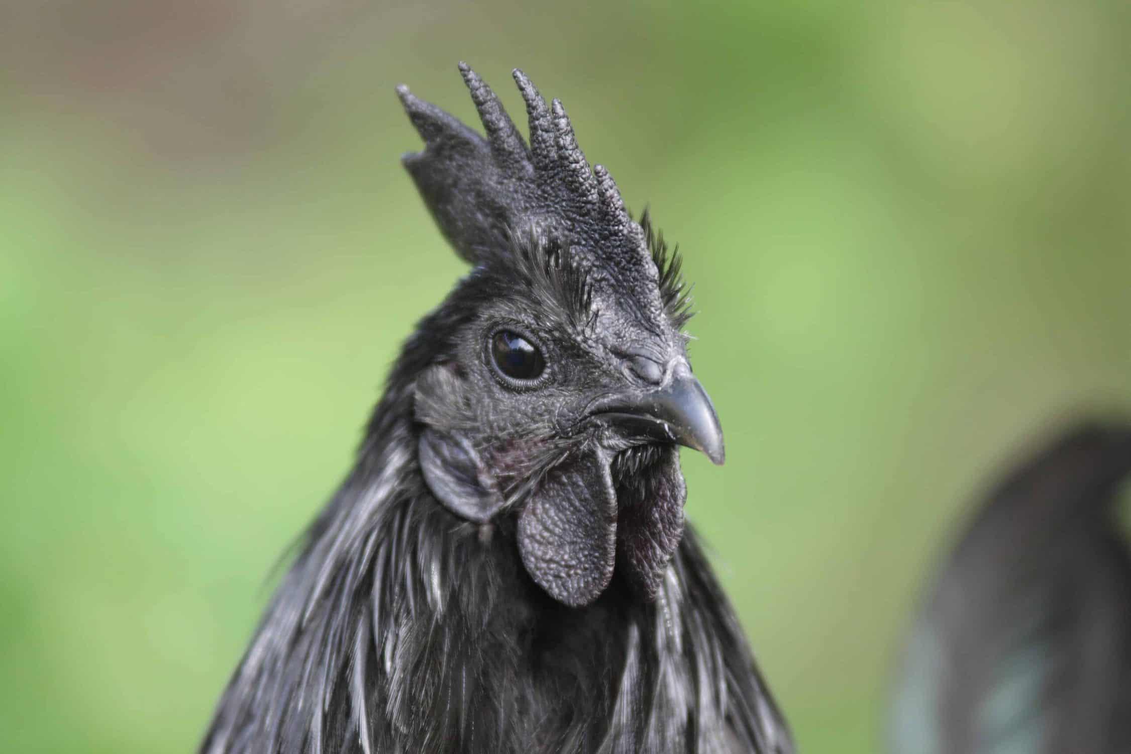 Black Chicken 4